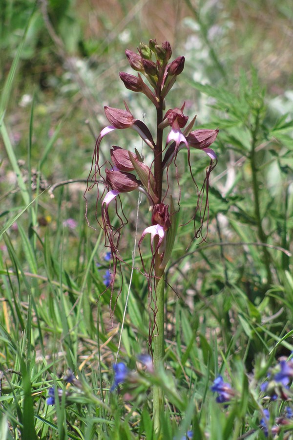 Image of Himantoglossum comperianum specimen.