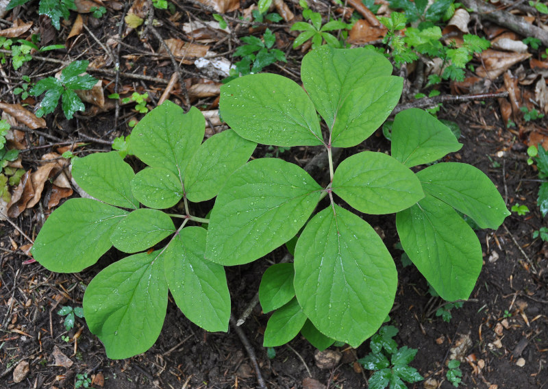 Изображение особи Paeonia caucasica.