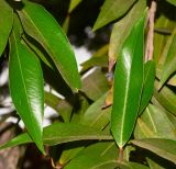 Syzygium jambos. Листья. Израиль, Шарон, пос. Кфар Шмариягу, в культуре. 06.05.2014.