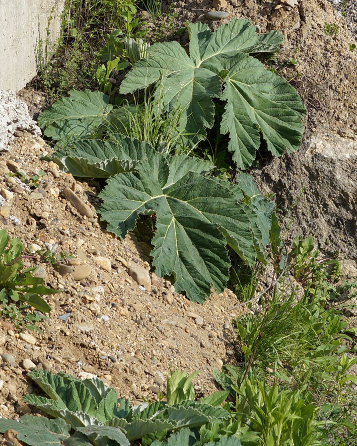 Изображение особи род Heracleum.