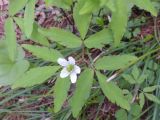 Anemone sciaphila