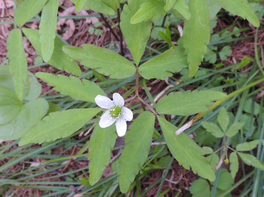 Image of Anemone sciaphila specimen.