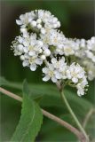 Sorbus aucuparia. Часть соцветия. Ленинградская обл., Кингисеппский р-н, берег оз. Глубокое. 01.06.2014.