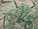 Chenopodium vulvaria