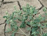 Chenopodium vulvaria