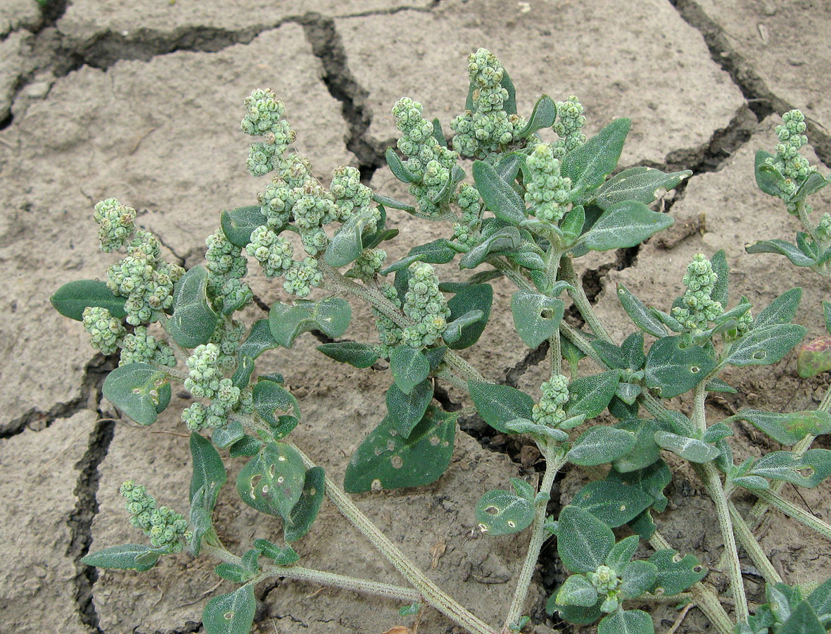Image of Chenopodium vulvaria specimen.
