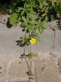 Potentilla reptans. Часть цветущего растения. Украина, Львовская обл., Дрогобычский р-н, г. Трускавец. 07.06.2014.