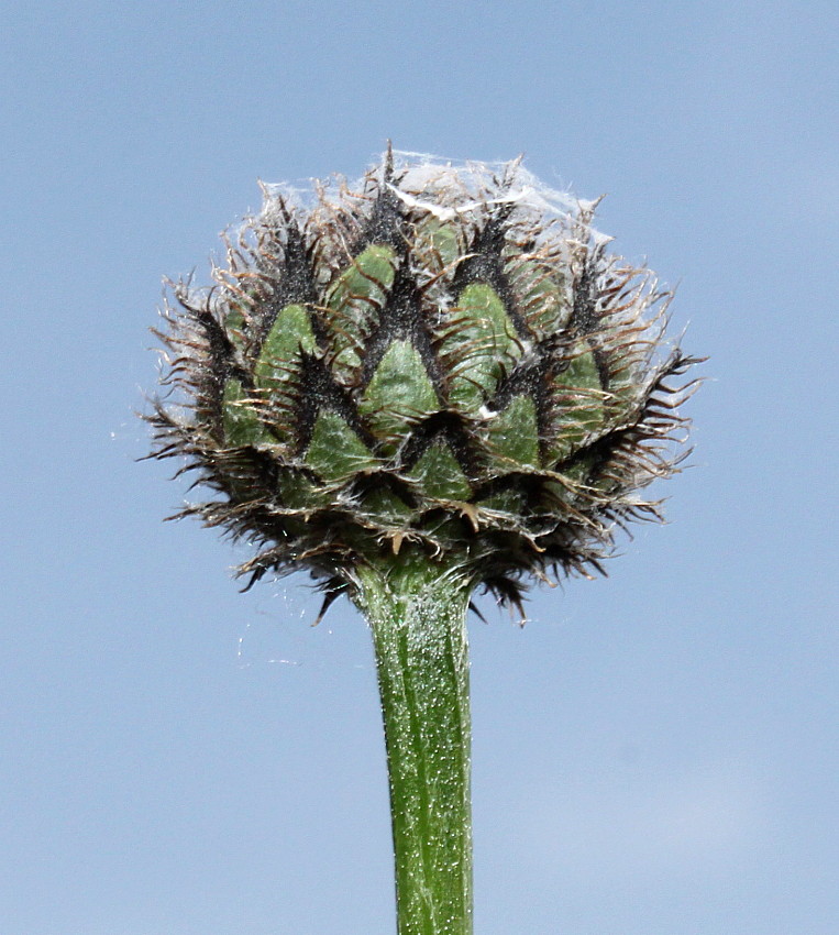 Изображение особи Centaurea scabiosa.