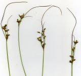 Juncus tenuis. Верхушки плодоносящих растений. Курская обл., Железногорский р-н, ур. Кармановская дача. 24 июля 2007 г.