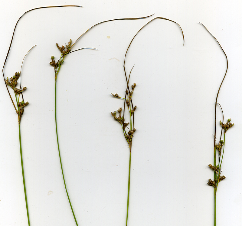 Image of Juncus tenuis specimen.