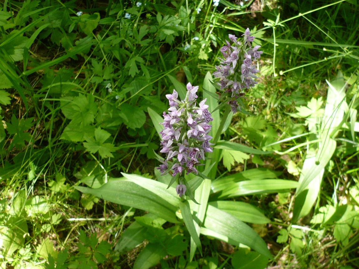 Изображение особи Dactylorhiza fuchsii.