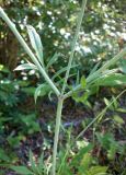 Scabiosa praemontana