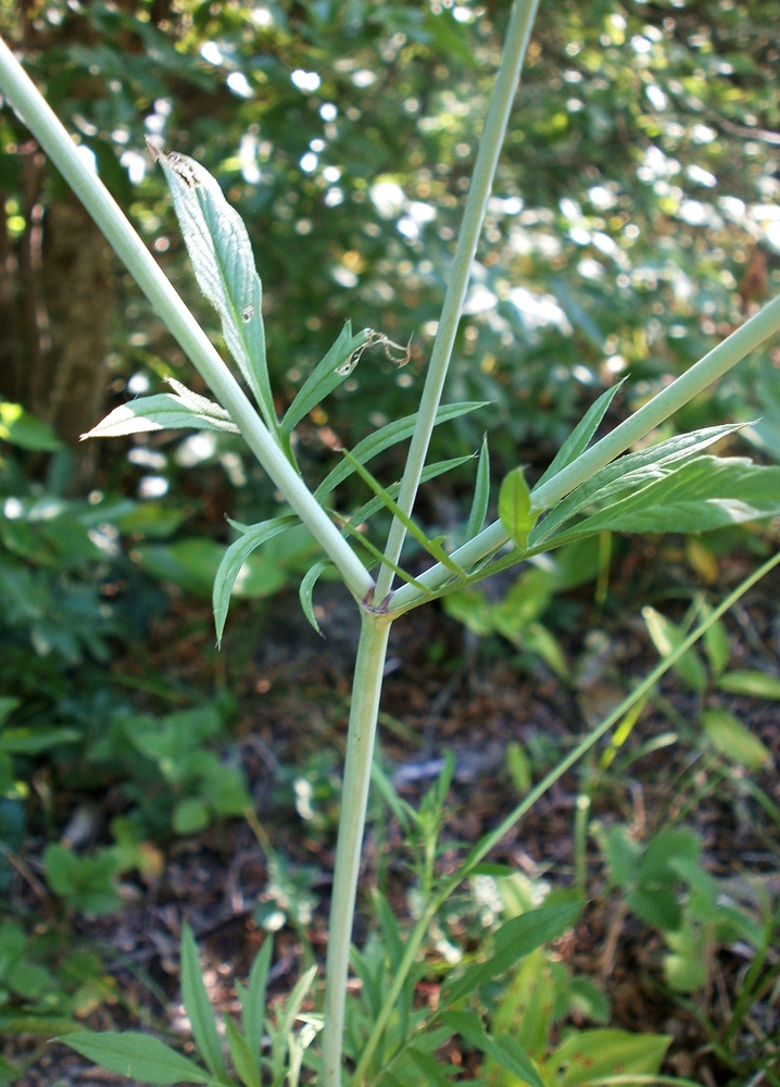 Image of Scabiosa praemontana specimen.