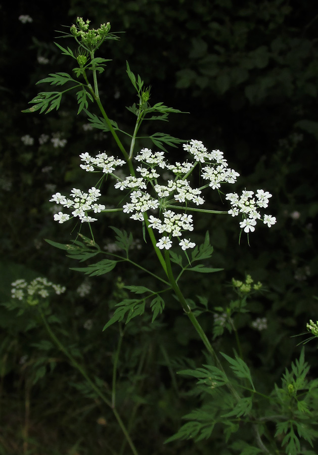 Изображение особи Aethusa cynapium.