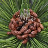 Pinus heldreichii