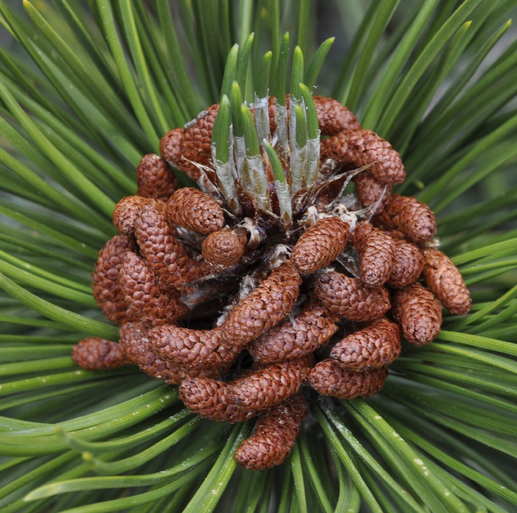 Image of Pinus heldreichii specimen.