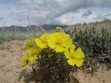 Helianthemum songaricum. Цветущее растение. Казахстан, юж. отроги Джунгарского Алатау в 25 км к зап. от с. Коктал. 4 мая 2013 г.