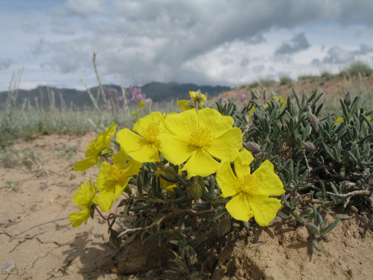 Изображение особи Helianthemum songaricum.