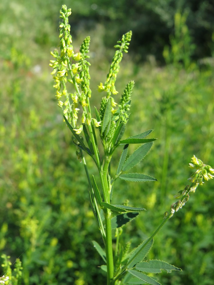 Изображение особи Melilotus officinalis.