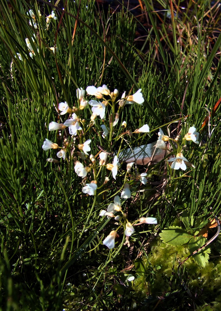 Изображение особи Cardamine pratensis ssp. angustifolia.