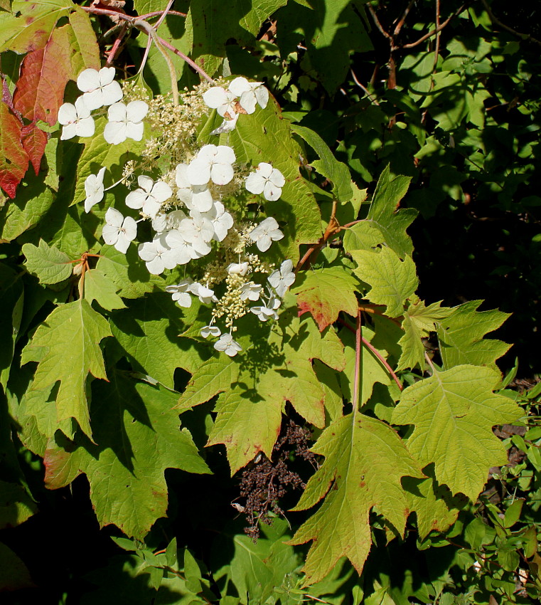 Image of Hydrangea quercifolia specimen.