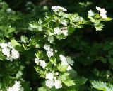 Crataegus rhipidophylla