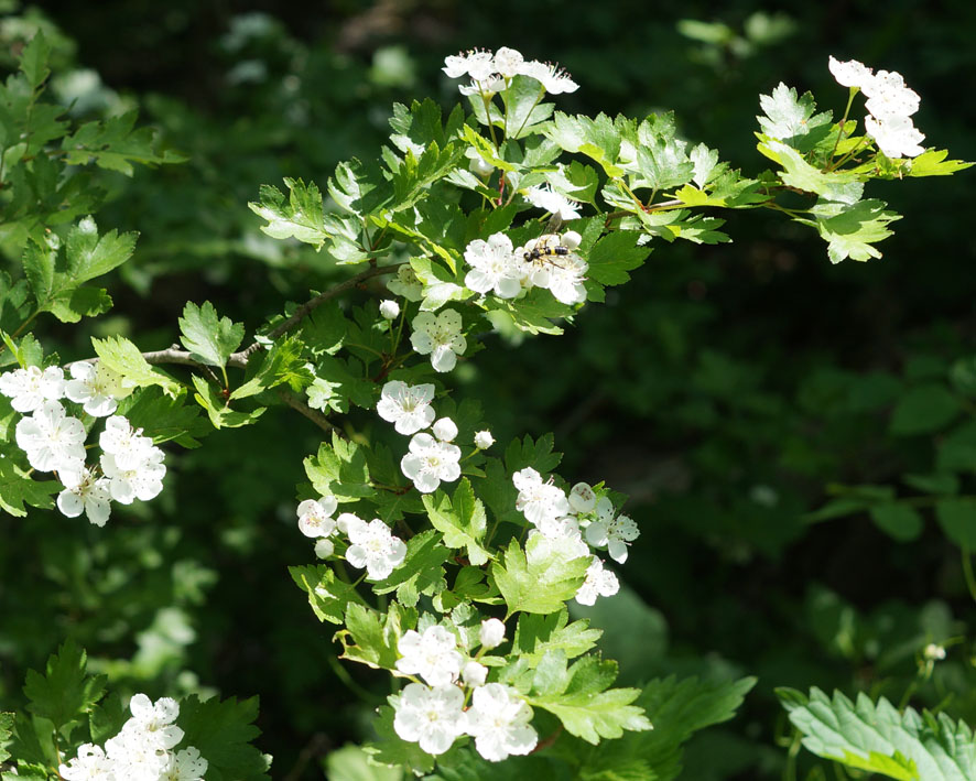 Image of Crataegus rhipidophylla specimen.