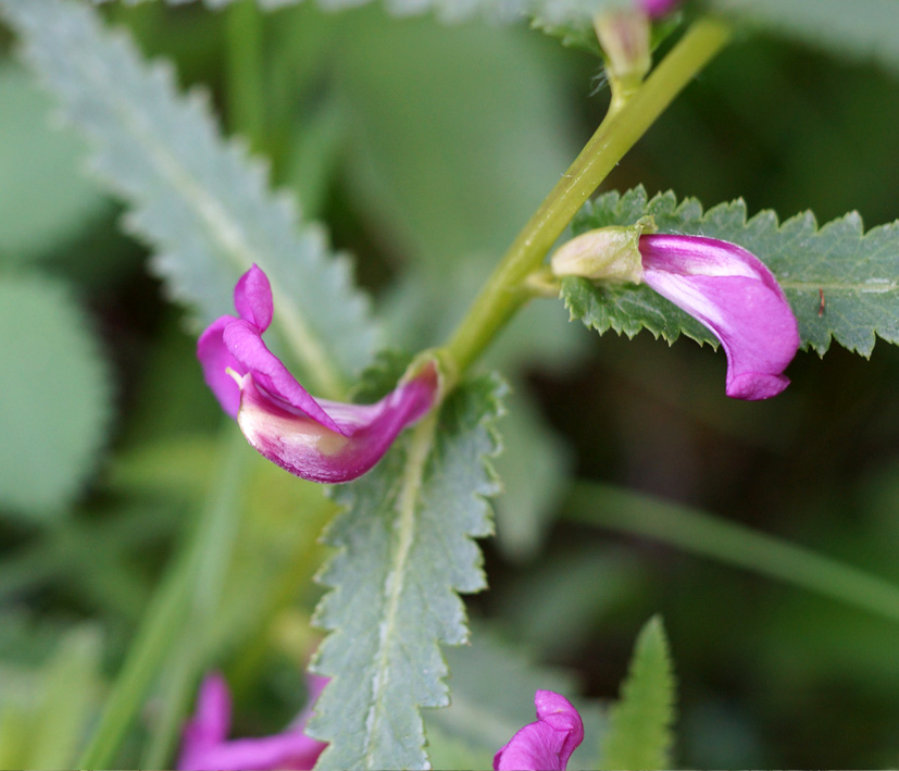 Изображение особи Pedicularis resupinata.