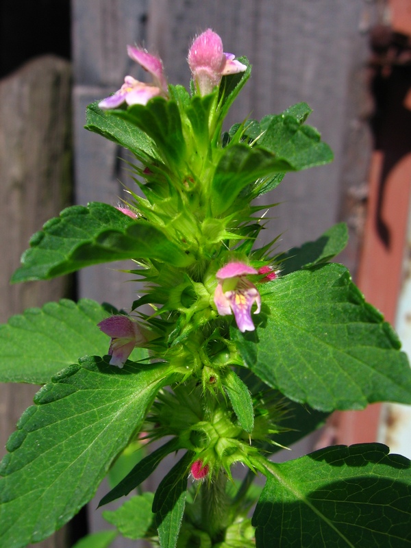 Image of Galeopsis bifida specimen.