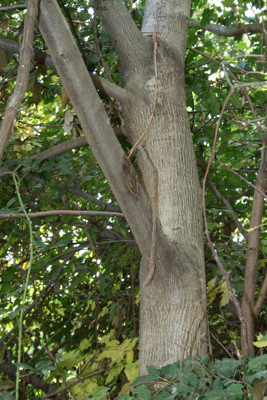 Image of Acer ginnala specimen.