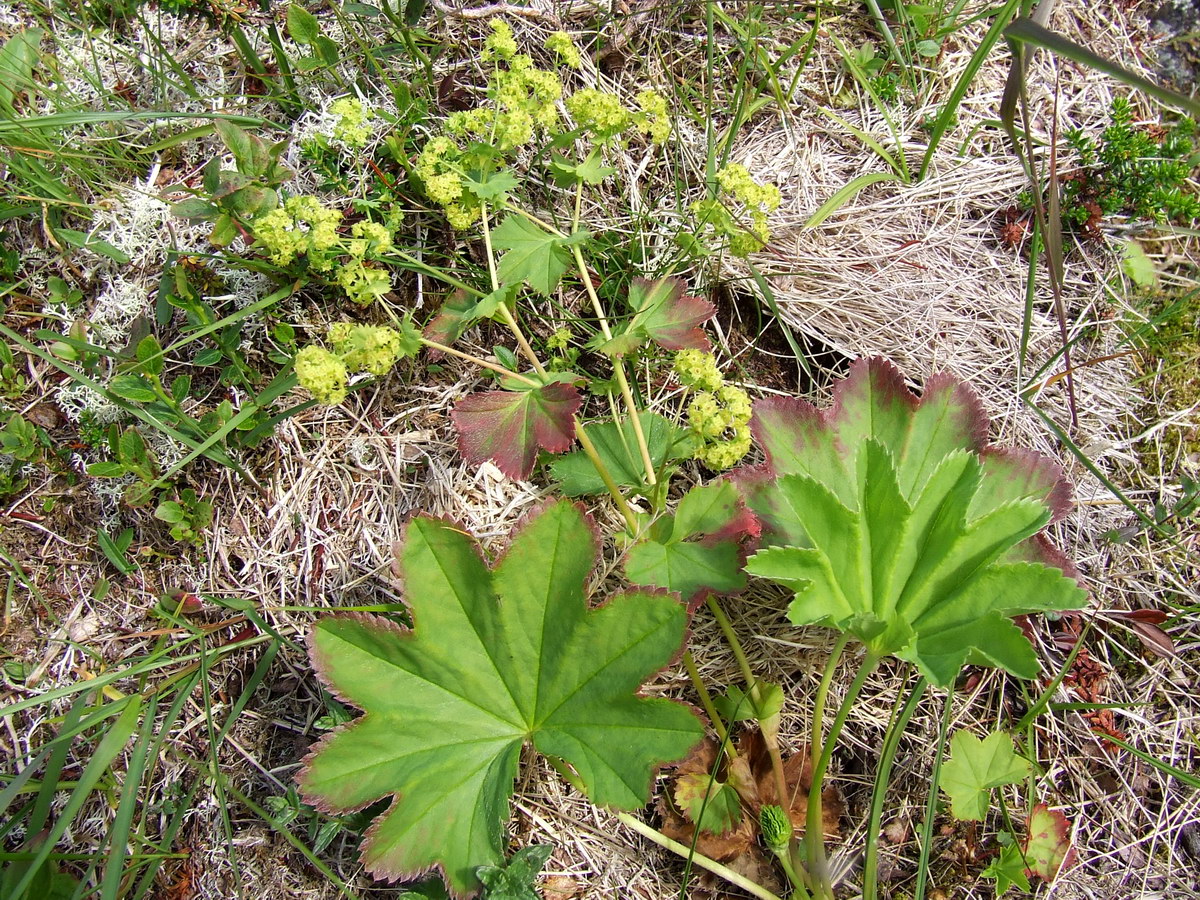 Image of Alchemilla glomerulans specimen.