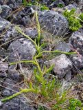 Lycopodium lagopus