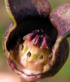 Asarum sieboldii