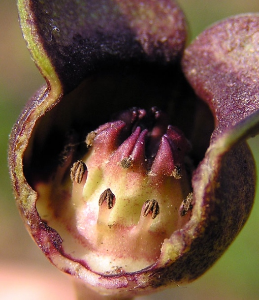 Изображение особи Asarum sieboldii.