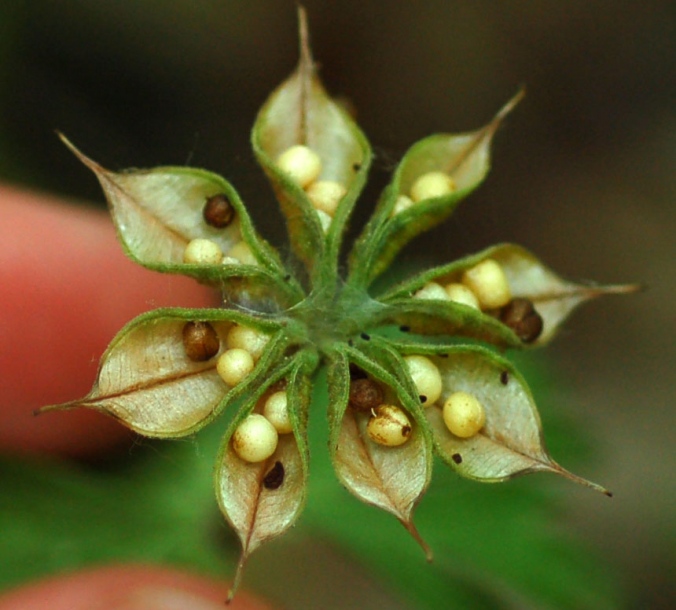 Изображение особи Eranthis stellata.