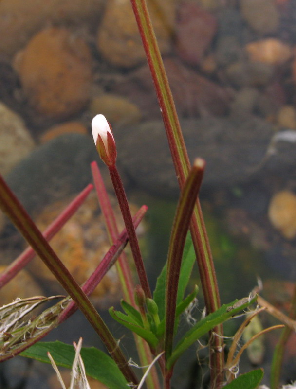 Image of Epilobium pseudorubescens specimen.