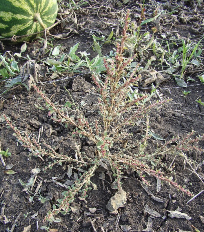 Image of Amaranthus albus specimen.