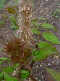 Aralia elata