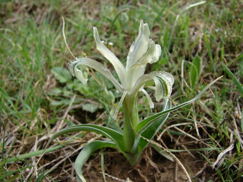 Image of Juno subdecolorata specimen.