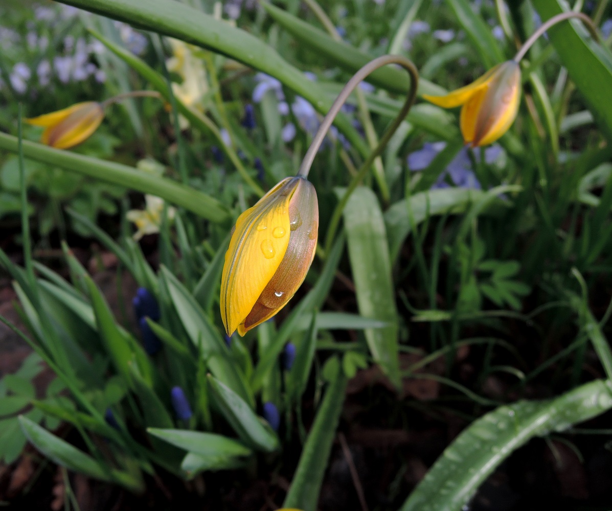 Изображение особи Tulipa neustruevae.