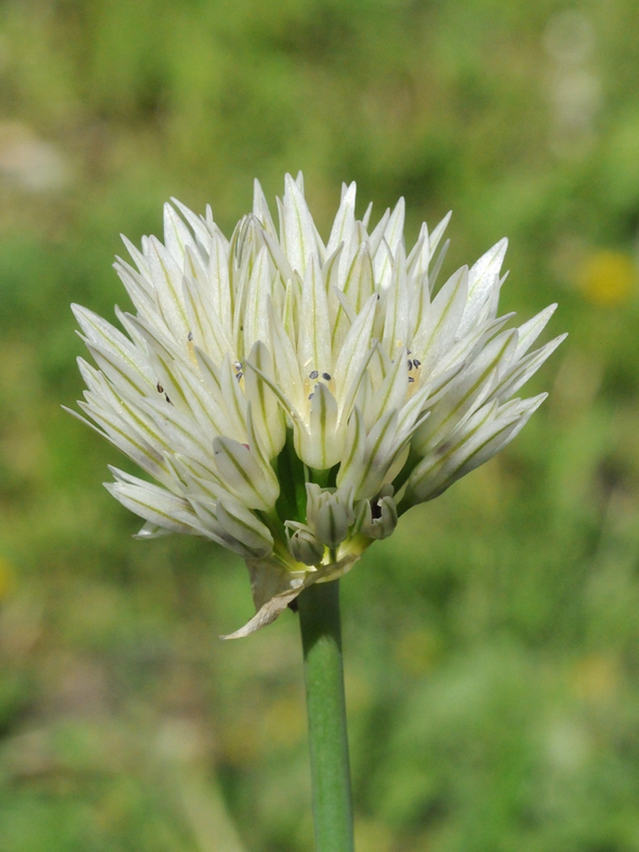 Image of Allium darwasicum specimen.