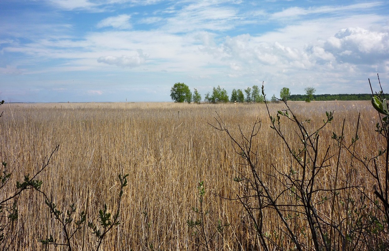 Image of Phragmites australis specimen.