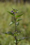 Solanum kitagawae