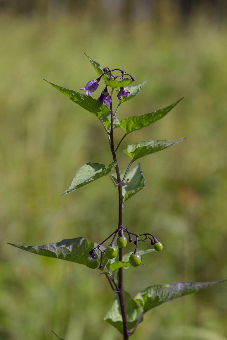 Image of Solanum kitagawae specimen.