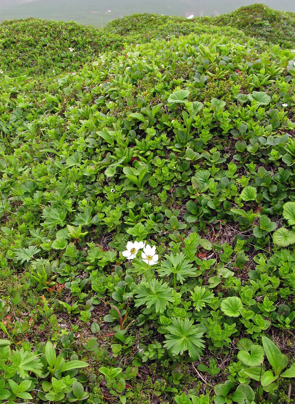 Изображение особи Anemonastrum villosissimum.