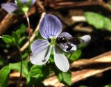 Veronica filiformis