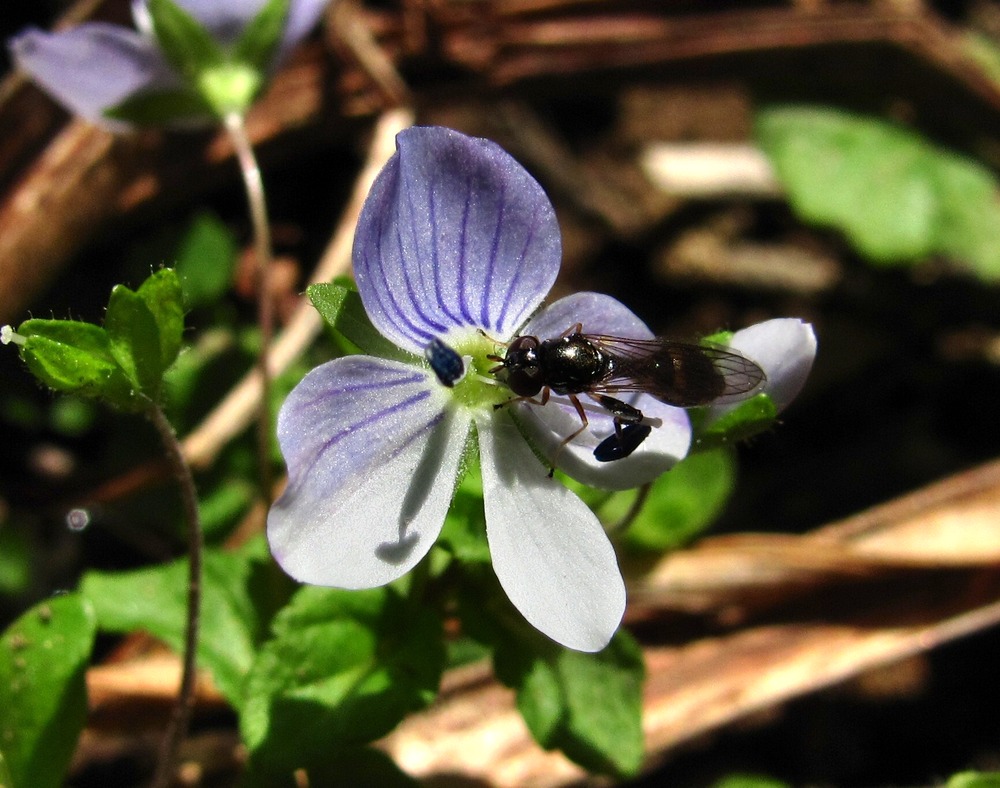 Изображение особи Veronica filiformis.