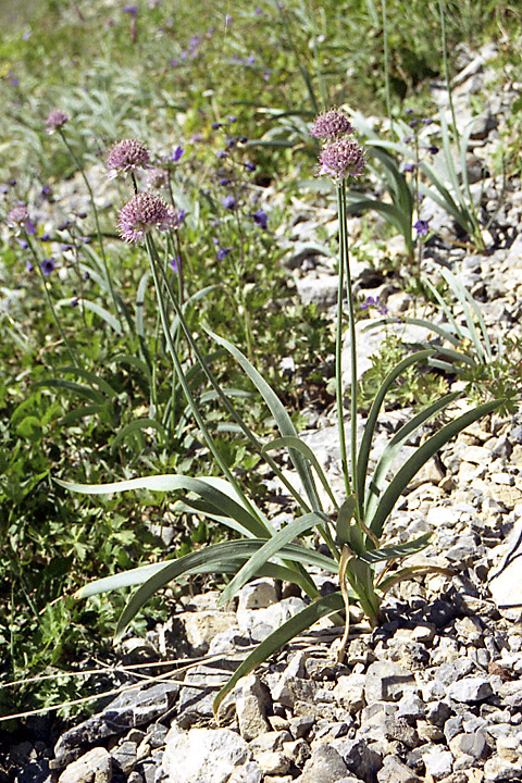 Image of Allium carolinianum specimen.