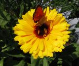 Calendula officinalis