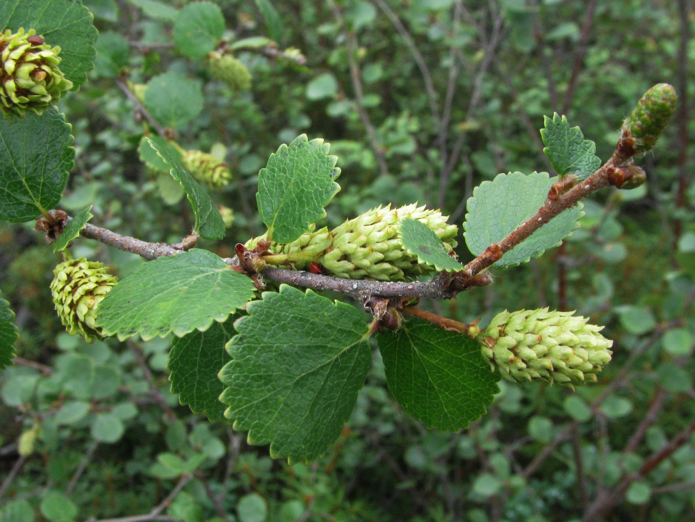 Image of Betula divaricata specimen.